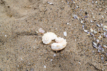 Load image into Gallery viewer, maggers shell earring
