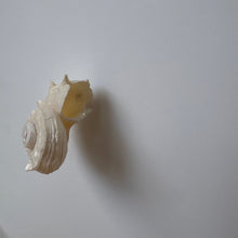 Load image into Gallery viewer, maggers shell earring
